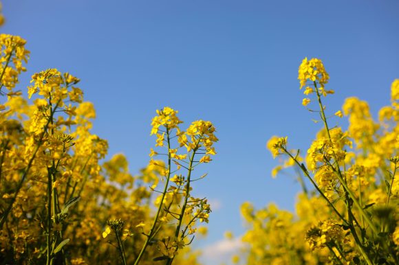 yellow rapeseed on a background of the sky. selective focus on color. canola field with ripe rapeseed, agricultural background. selective focus.